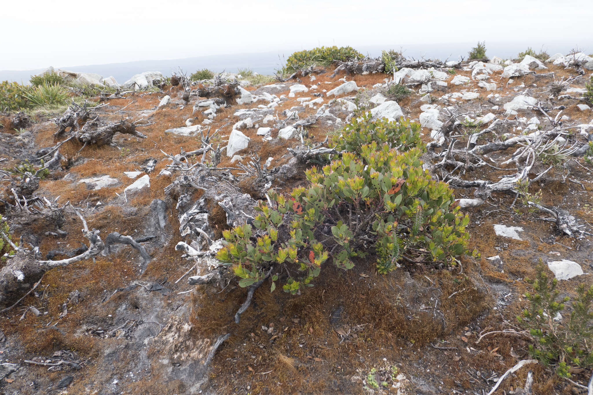 Image of Eucalyptus vernicosa Hook. fil.