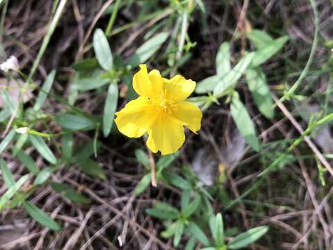 Image of Helianthemum nummularium subsp. obscurum (Celak.) J. Holub