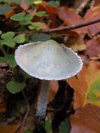 Image of Stropharia caerulea Kreisel 1979