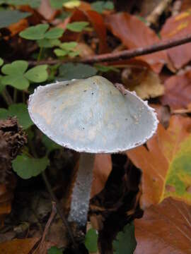 Image de Stropharia caerulea Kreisel 1979