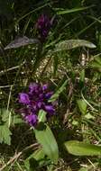 Image de Dactylorhiza aristata (Fisch. ex Lindl.) Soó