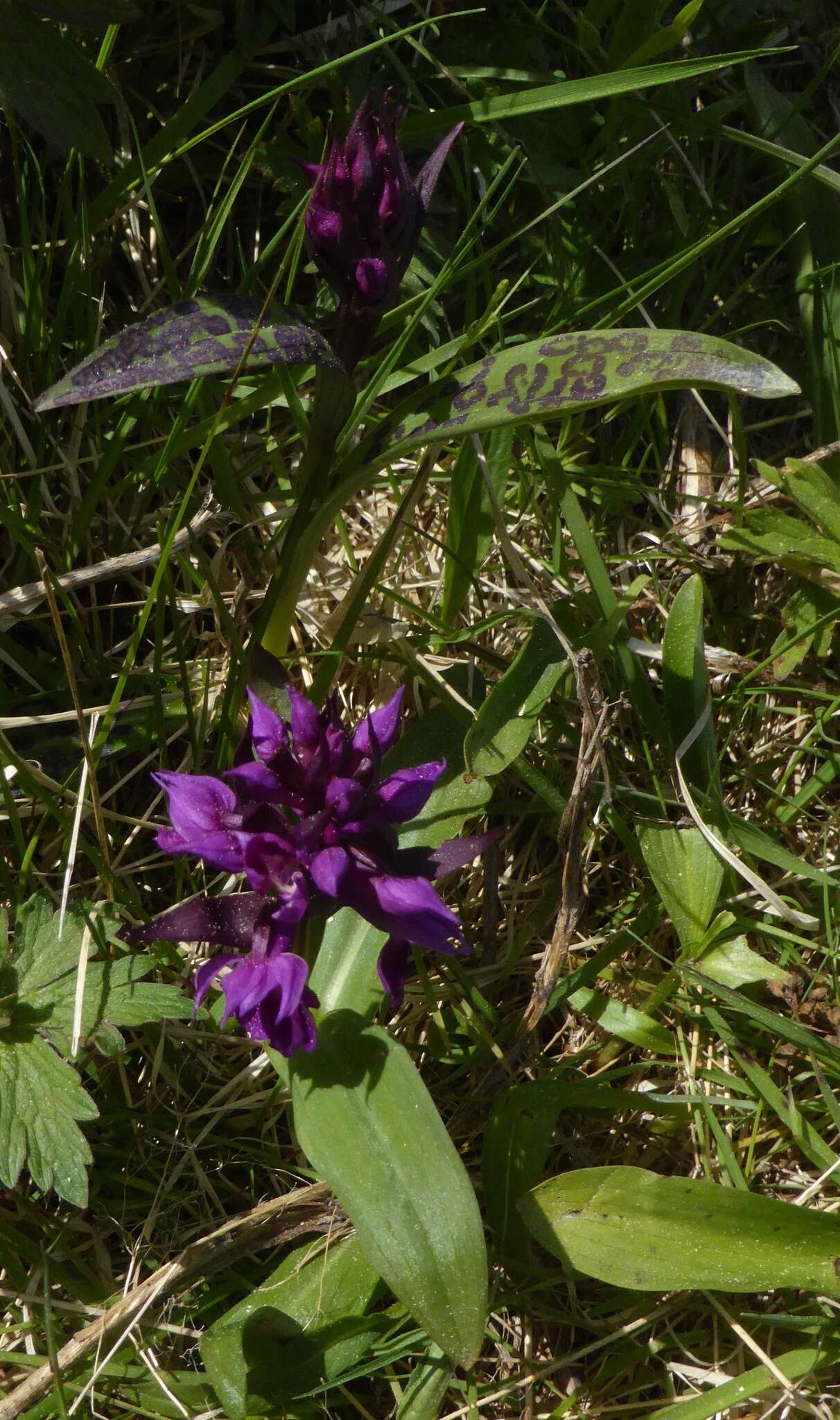 Image de Dactylorhiza aristata (Fisch. ex Lindl.) Soó