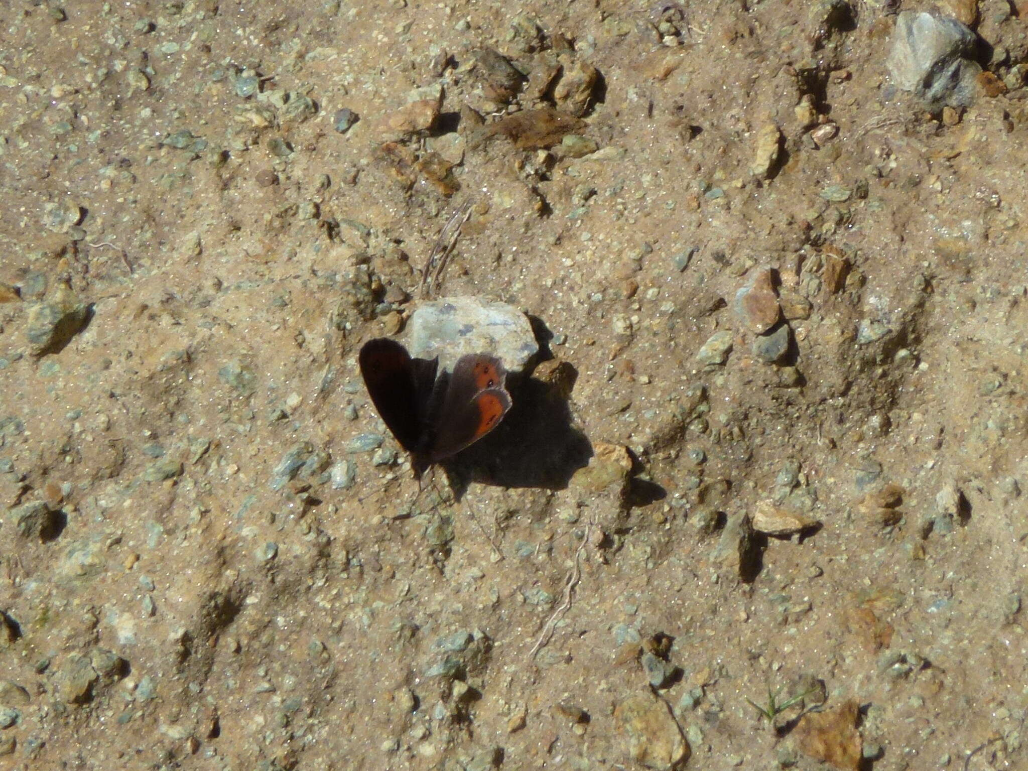 Image of Erebia montanus De Prunner 1798