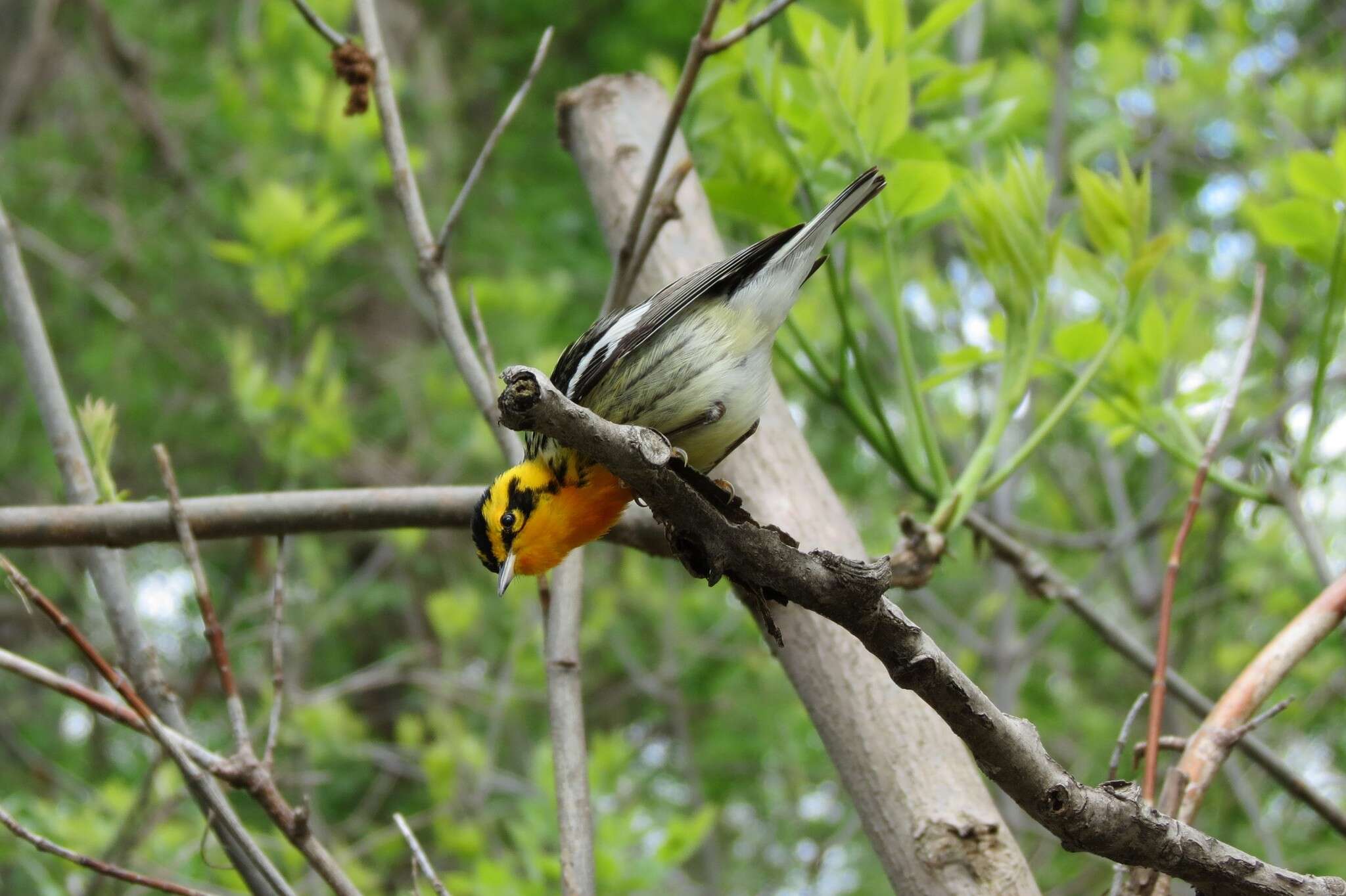 Image of Blackburnian Warbler