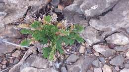 Selaginella lepidophylla (Hook. & Grev.) Spring resmi