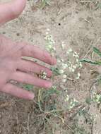 Image of Gray's feverfew