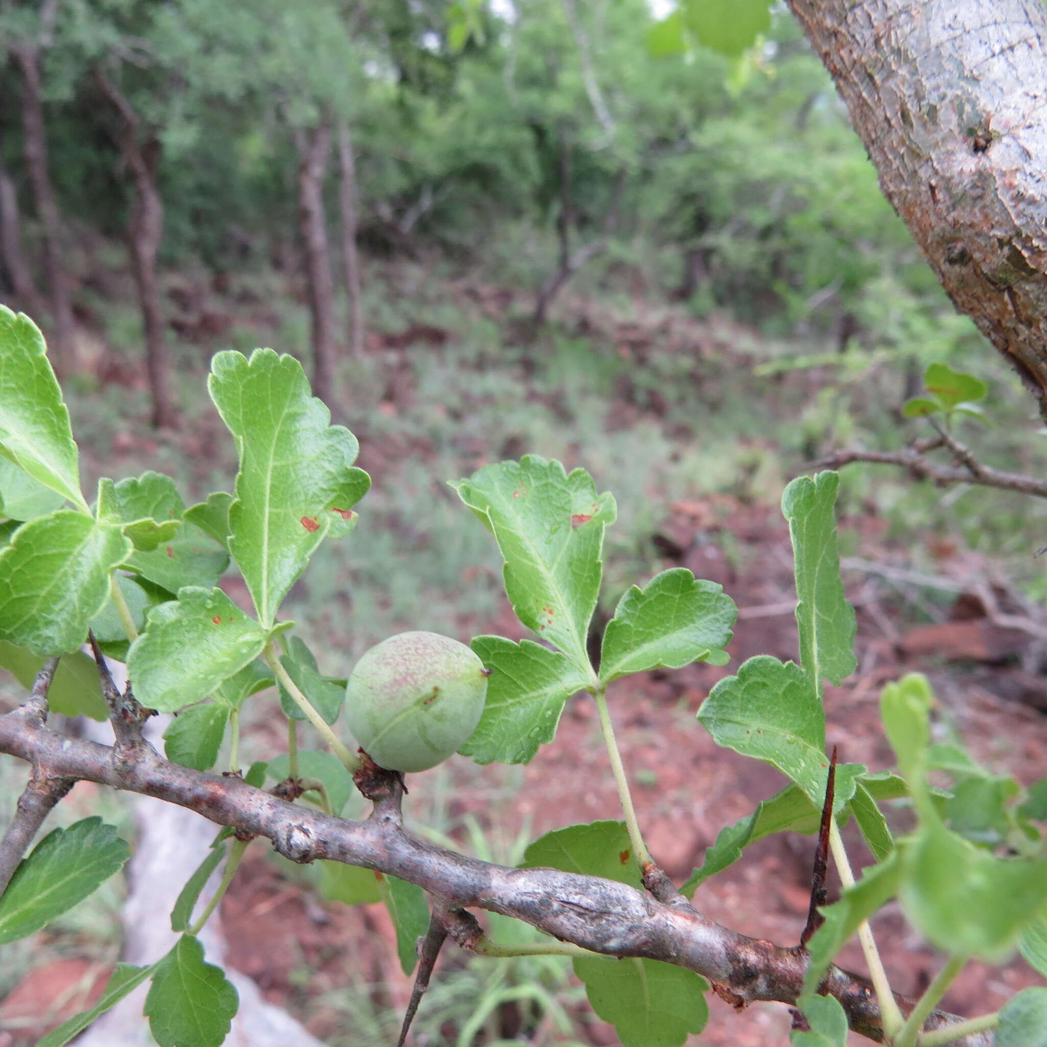 Sivun Commiphora africana (Rich.) Engl. kuva