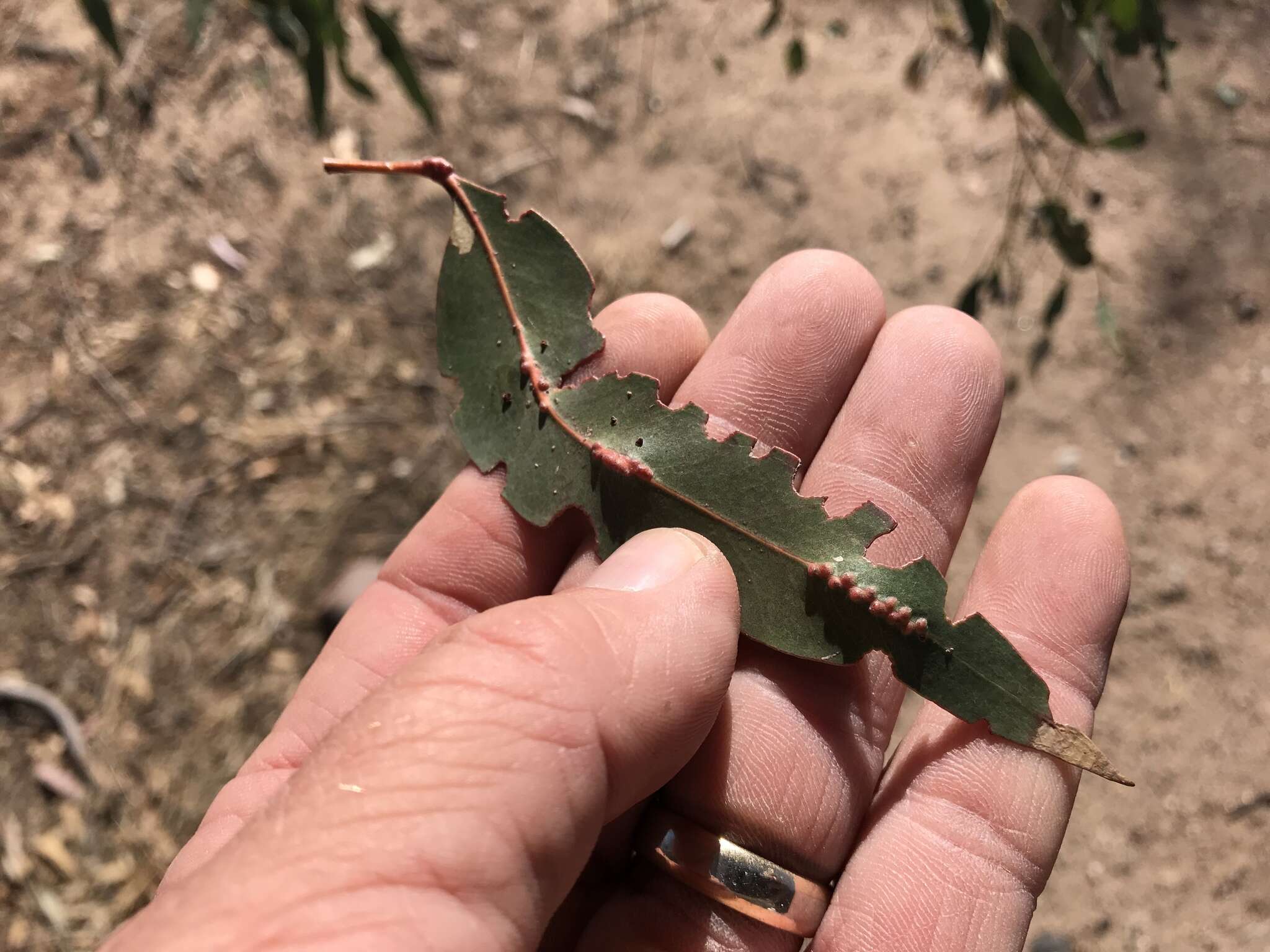 Image of Gall wasp