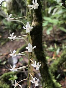 Image of Aerangis macrocentra (Schltr.) Schltr.