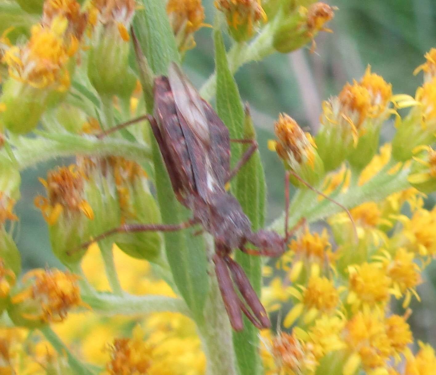 Image of Spined Assassin Bug