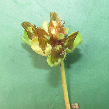 Image of Bejar clover