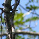 Image of Andaman Flowerpecker