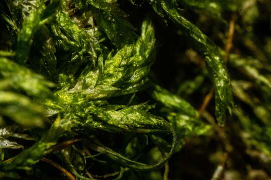 Image of plagiothecium moss