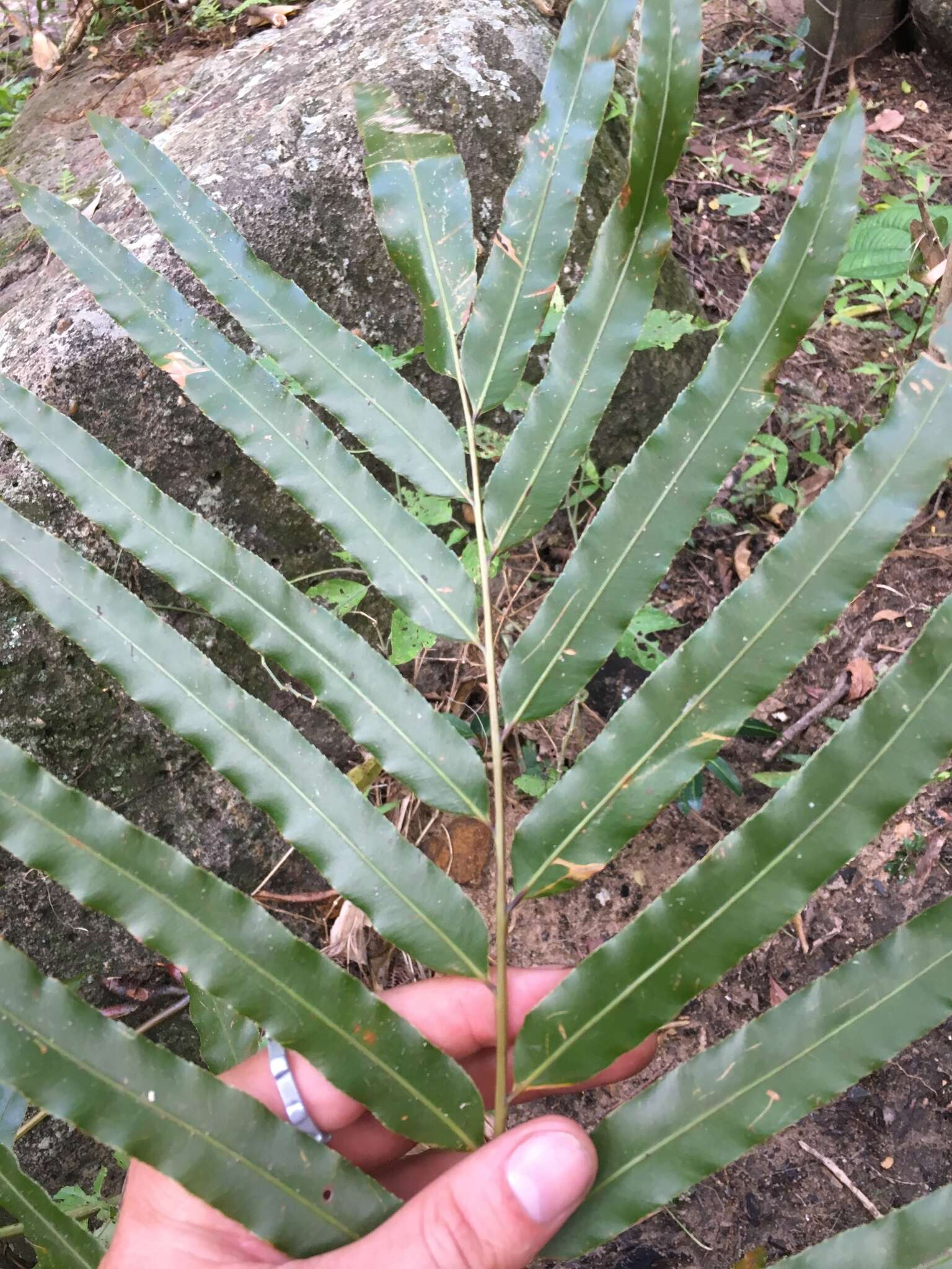 صورة Lomariopsis tenuifolia (Desv.) Christ