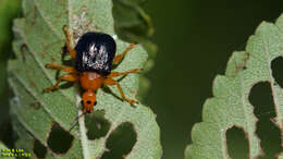 Image of Tomapoderus ruficollis (Fabricius & J. C. 1781)