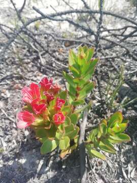 Image of Lobostemon sanguineus Schltr.