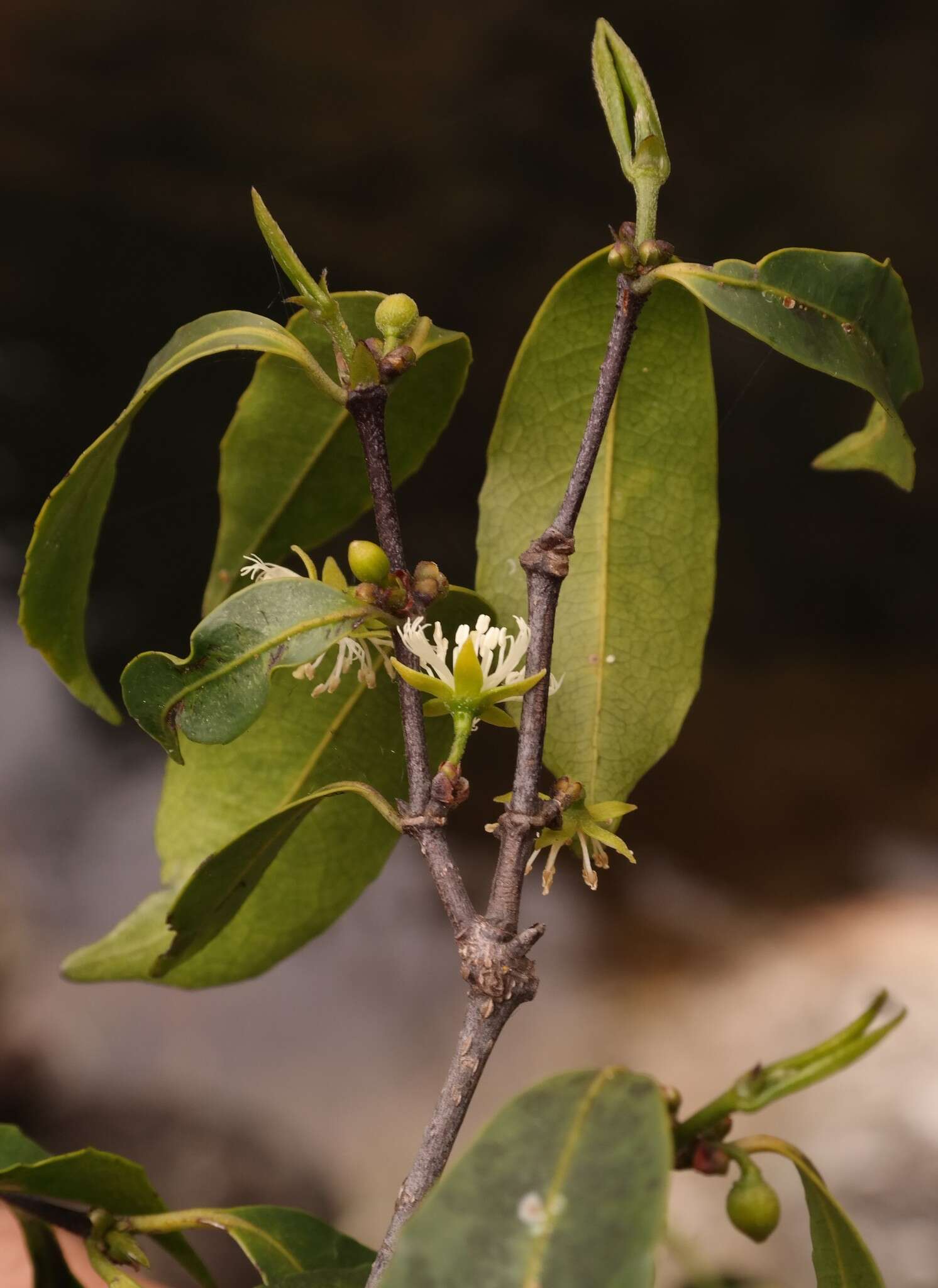 Слика од Cassipourea malosana (Bak.) Alston