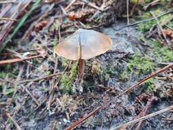 Image de Psilocybe aucklandiae Guzmán, C. C. King & Bandala 1991