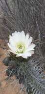 Image de Echinopsis deserticola (Werderm.) H. Friedrich & G. D. Rowley