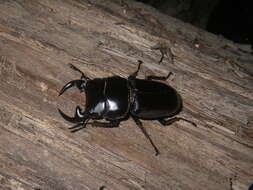 Image of Dorcus curvidens babai Fujita 2010