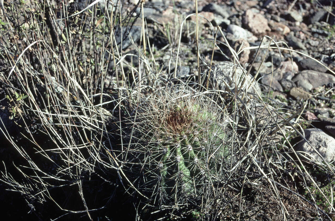 Echinopsis formosa (Pfeiff.) Jacobi ex Salm-Dyck resmi