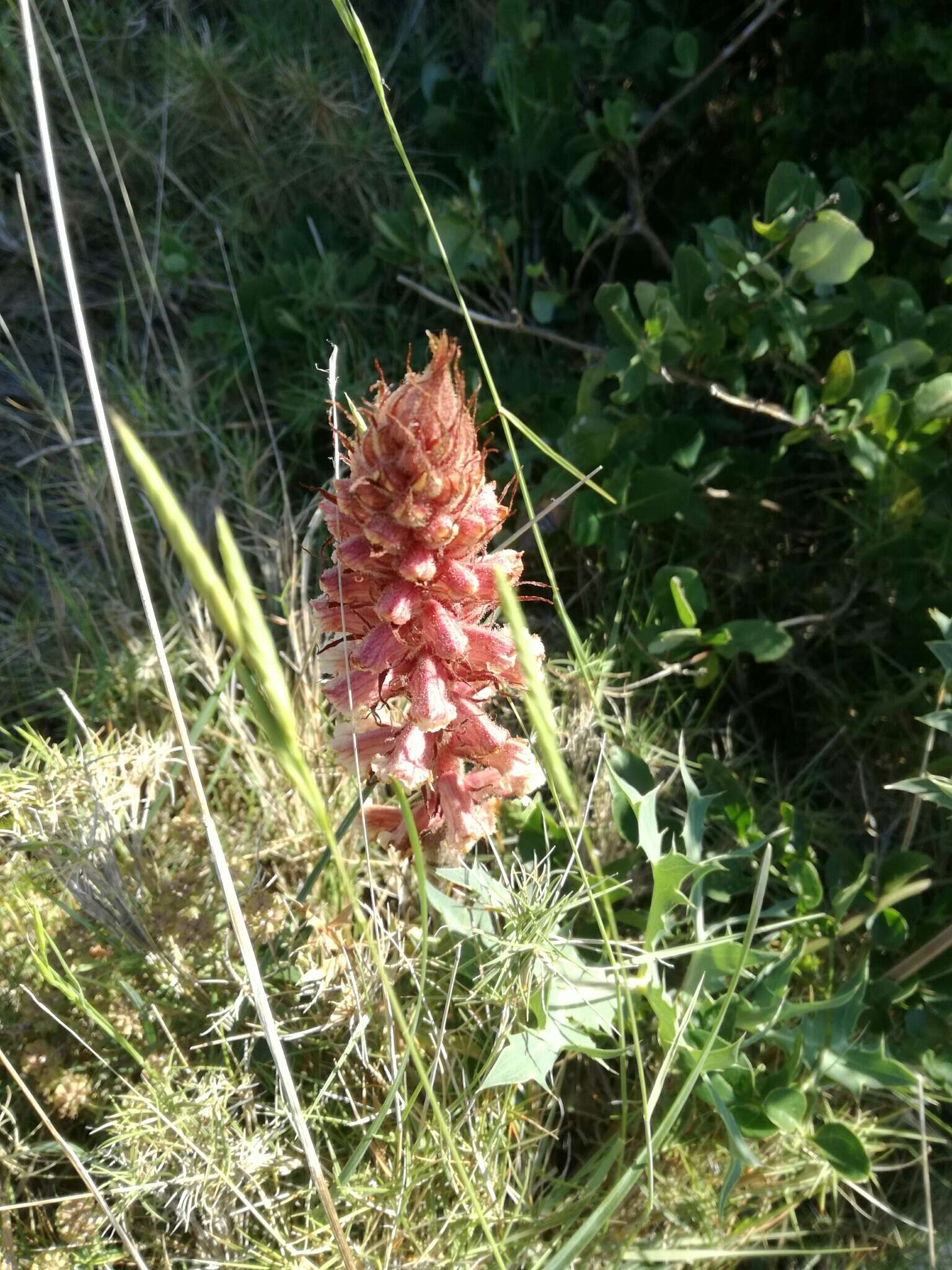 Image of Orobanche amethystea Thuill.