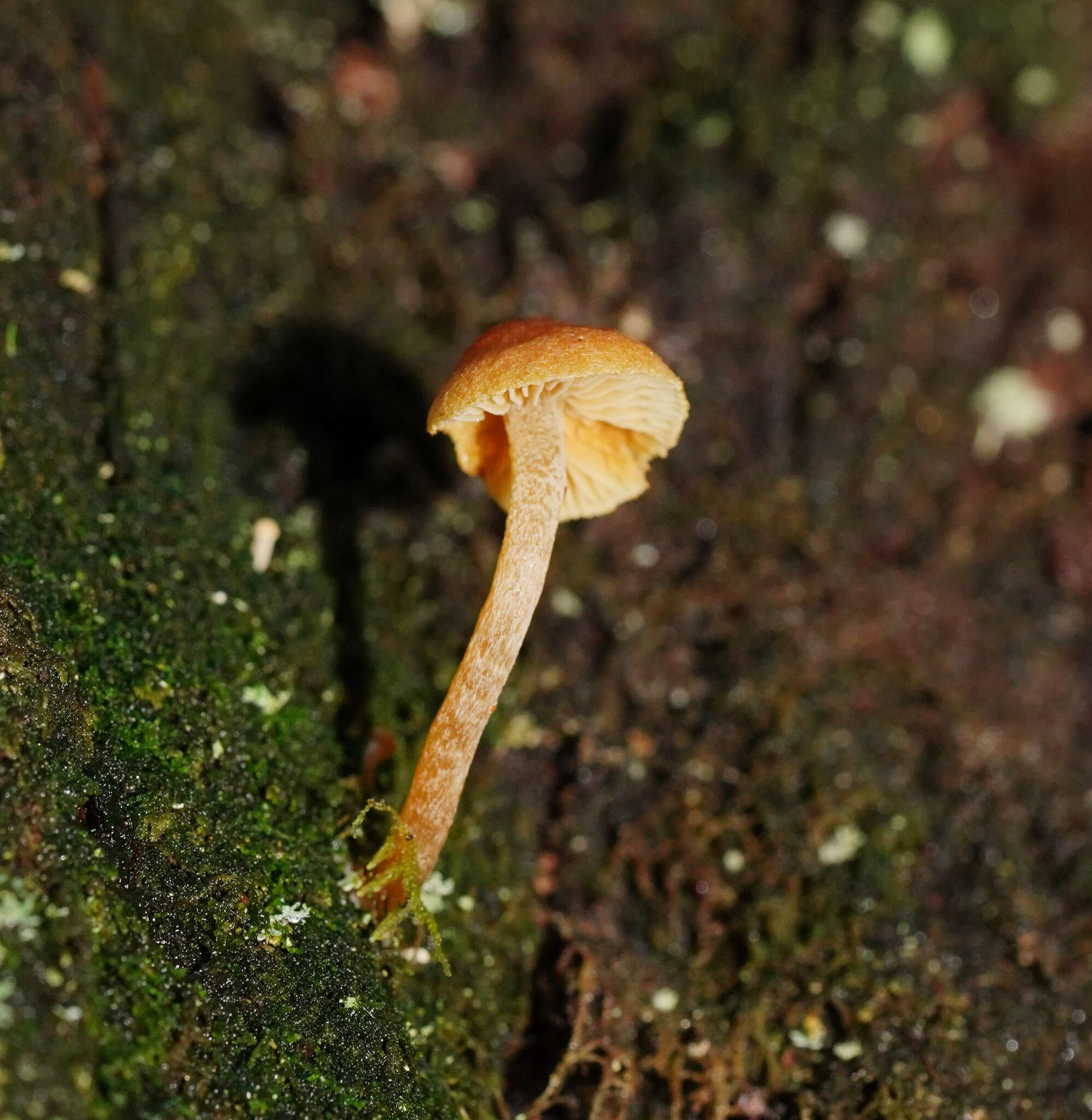 Image of Pholiota eucalyptorum (Cleland) Singer 1952