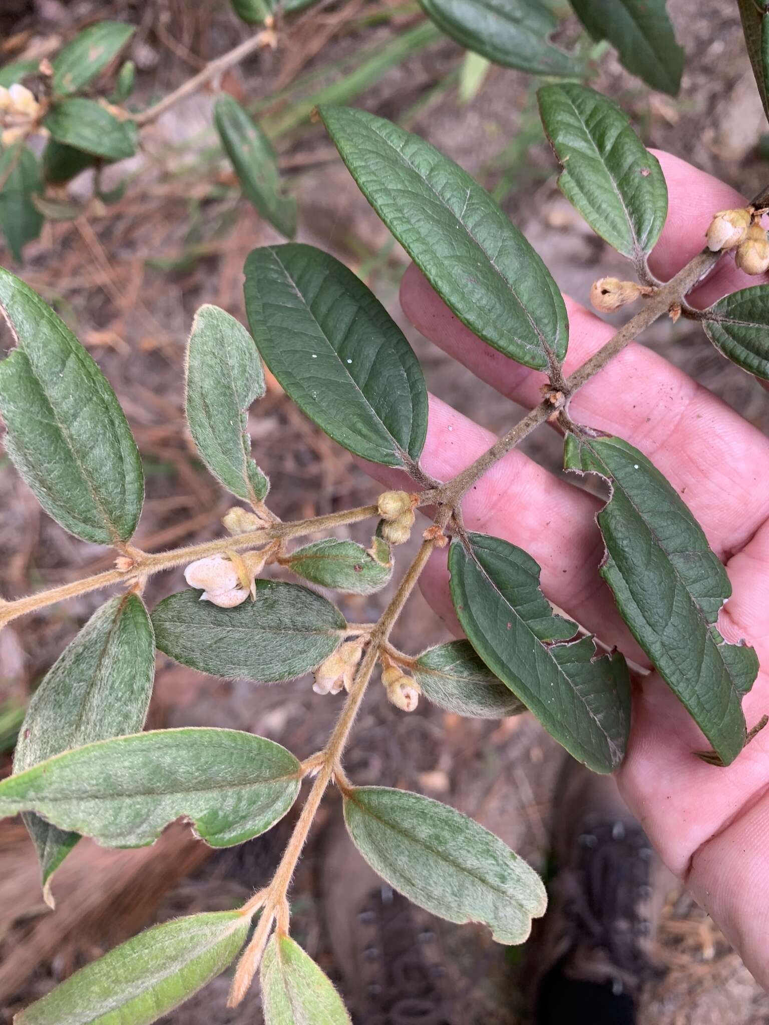 Sivun Rhodomyrtus trineura (F. Müll.) Benth. kuva