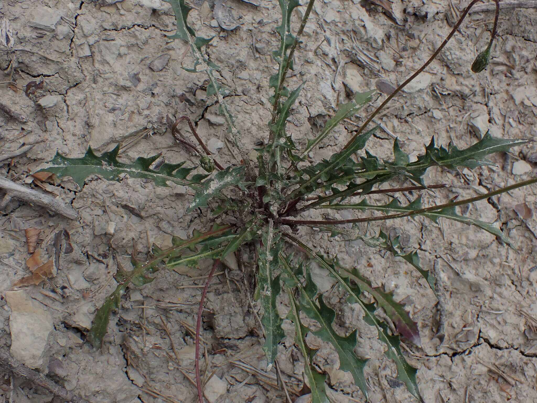 Image de Leontodon hyoseroides subsp. pseudocrispus (Bisch.) Greuter