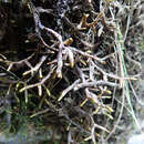 Image of Porella elegantula (Mont.) E. A. Hodgs.
