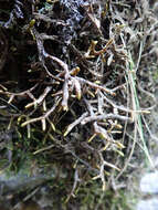 Image of Porella elegantula (Mont.) E. A. Hodgs.