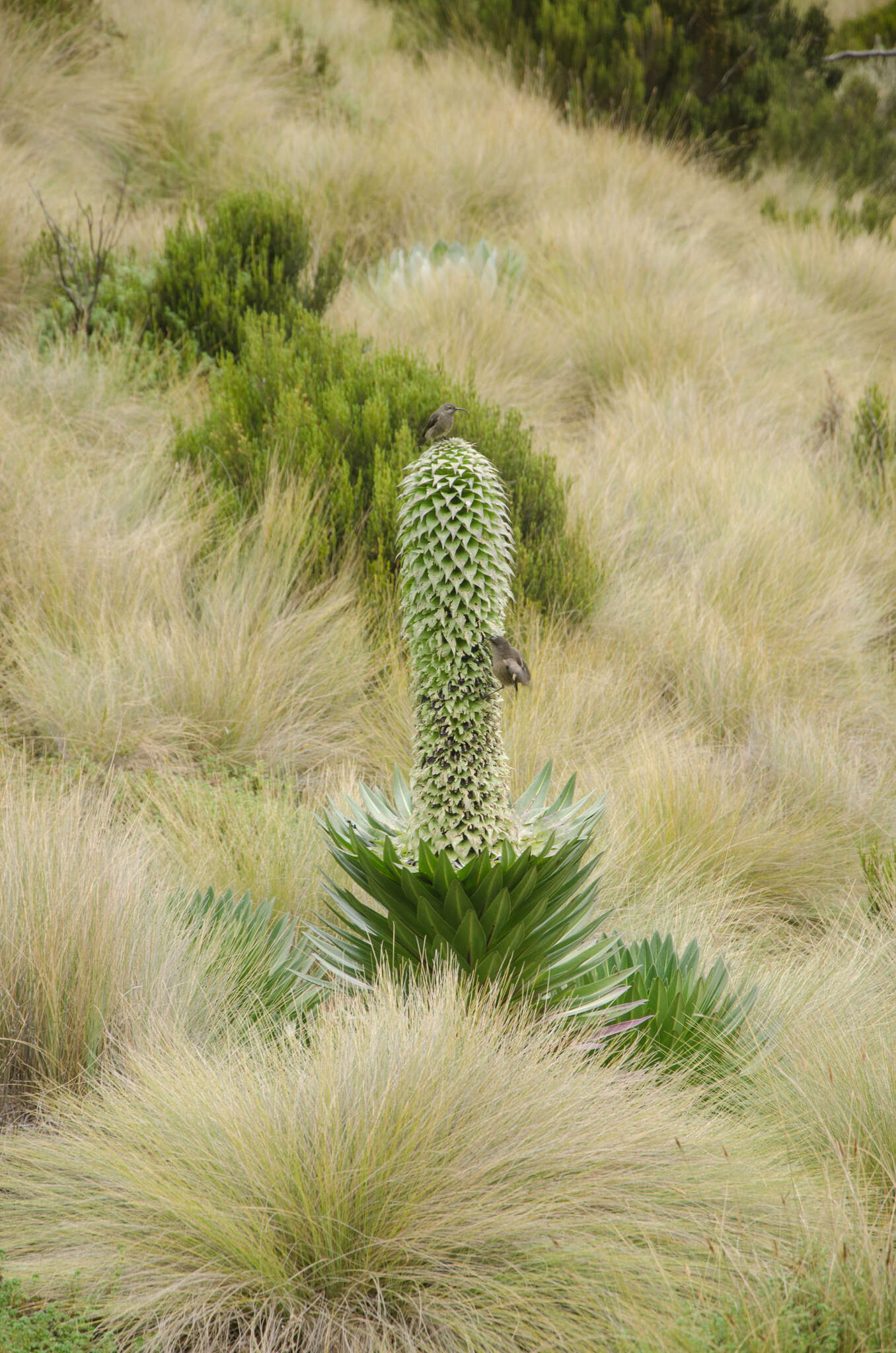 Image de Nectarin de Johnston