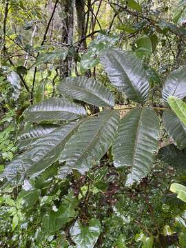 Imagem de Diploglottis cunninghamii (Hook.) J. D. Hook.