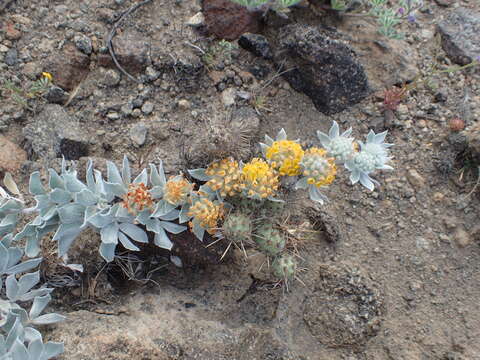 Image of <i>Acmispon argophyllus</i> var. <i>adsurgens</i>