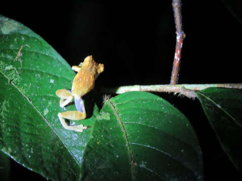 Image of Dendropsophus brevifrons (Duellman & Crump 1974)