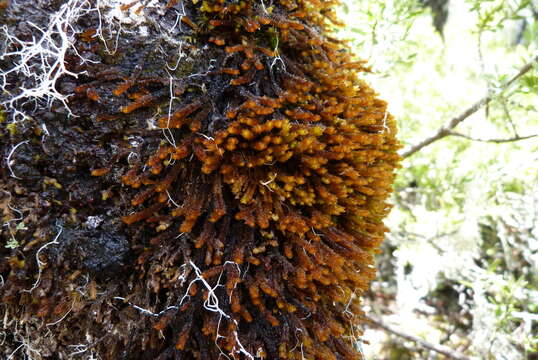 Image of Chandonanthus squarrosus (Menzies) Mitt.