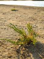 Image of Salicornia neei Lagasca