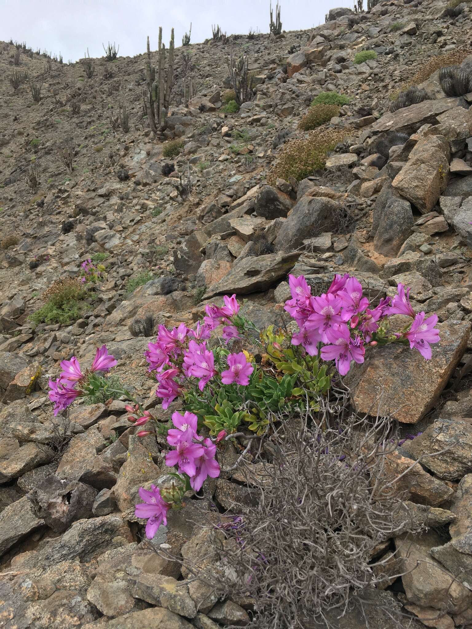 Image of Alstroemeria paupercula Phil.