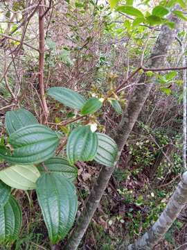 Слика од Amphorocalyx latifolius H. Perrier