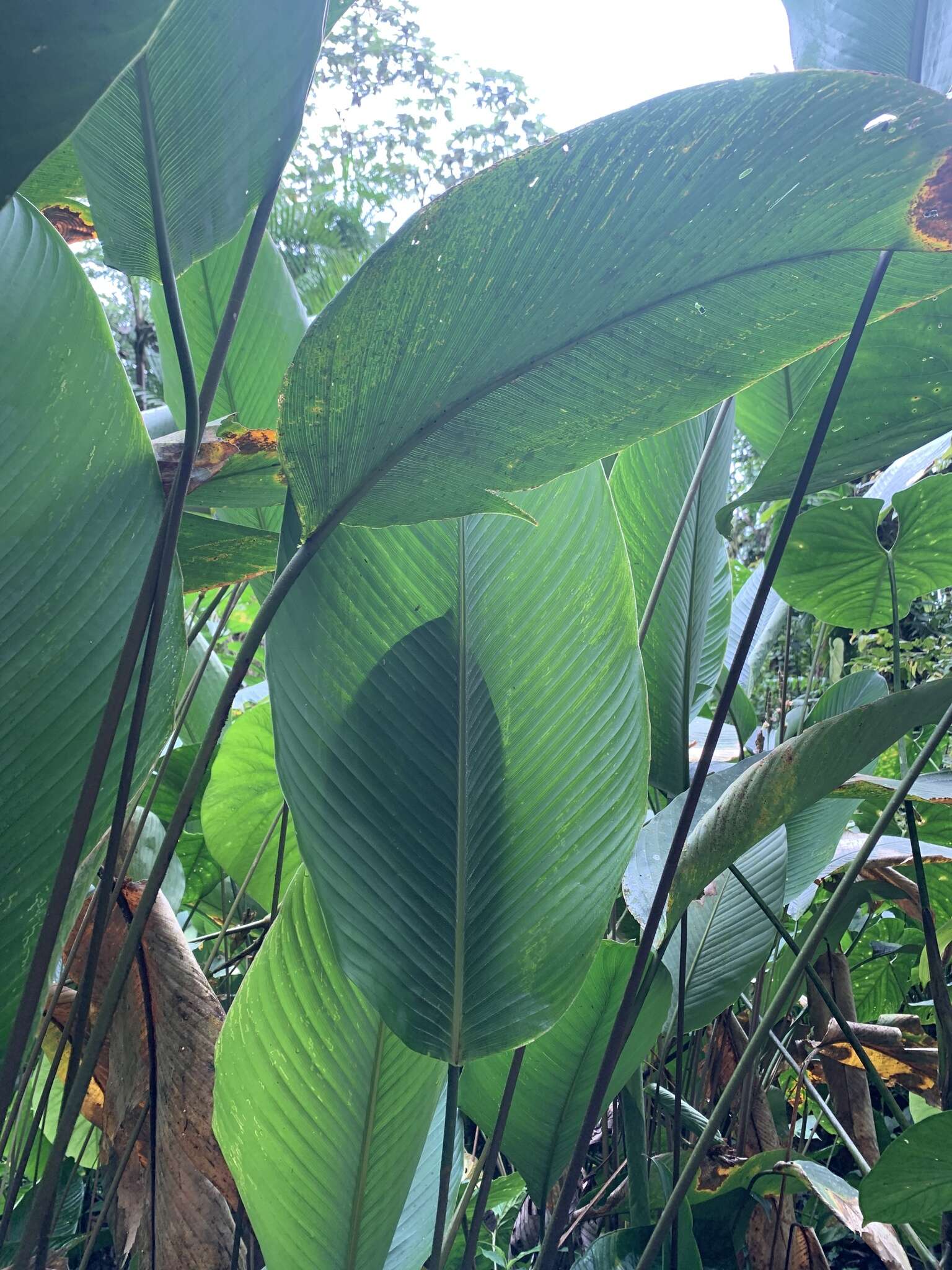 Plancia ëd Calathea ischnosiphonoides H. Kenn.