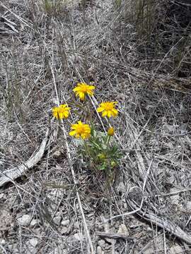 Image of stemless mock goldenweed