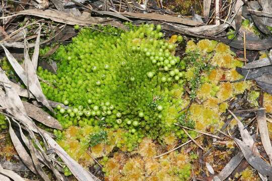 Image of Pleurophascaceae