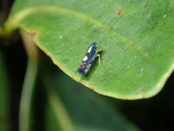 Image of Diedrocephala variegata (Fabricius 1775)