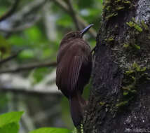 Image of Tyrannine Woodcreeper