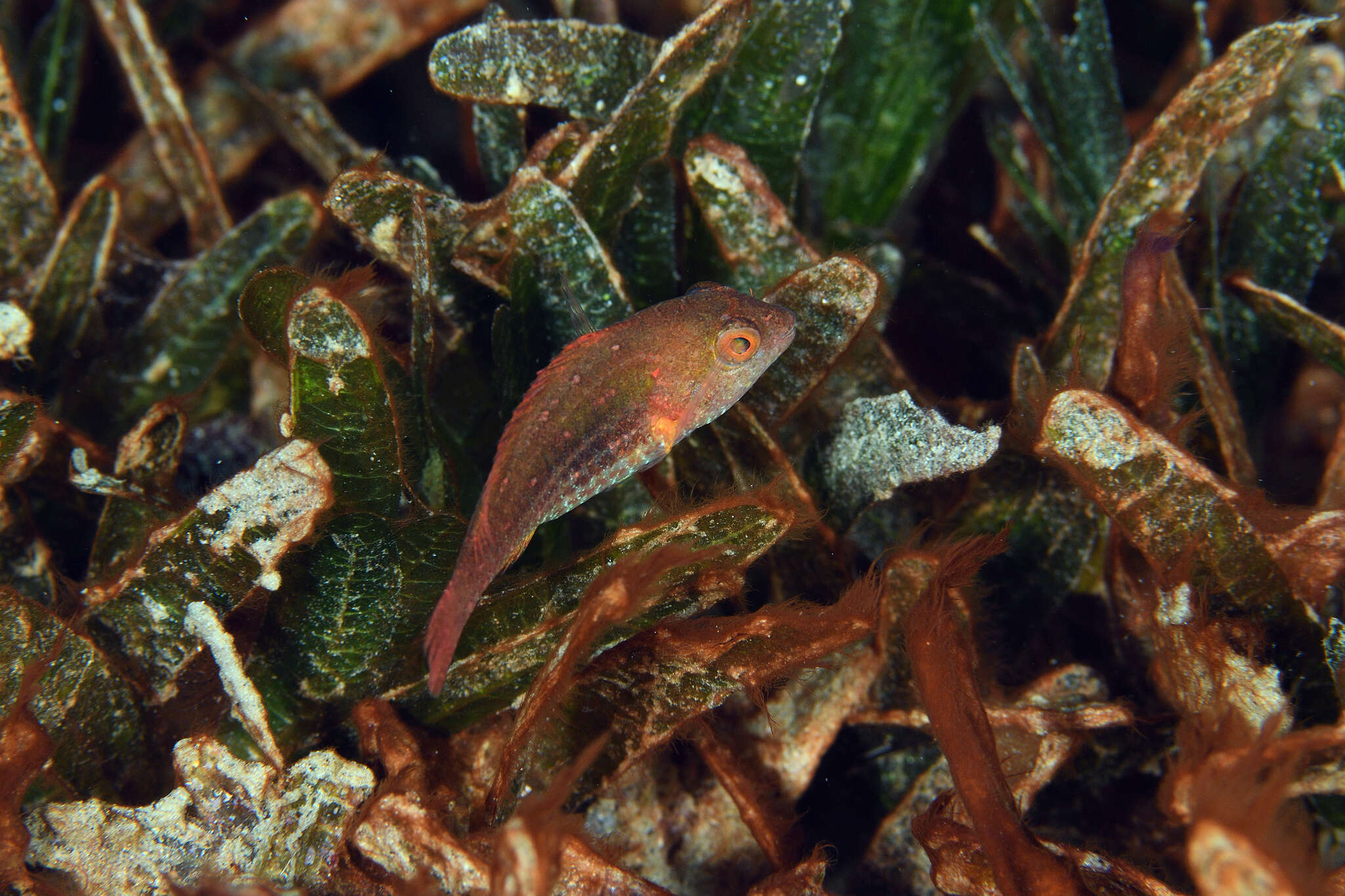 Image of Greenblotch Parrotfish