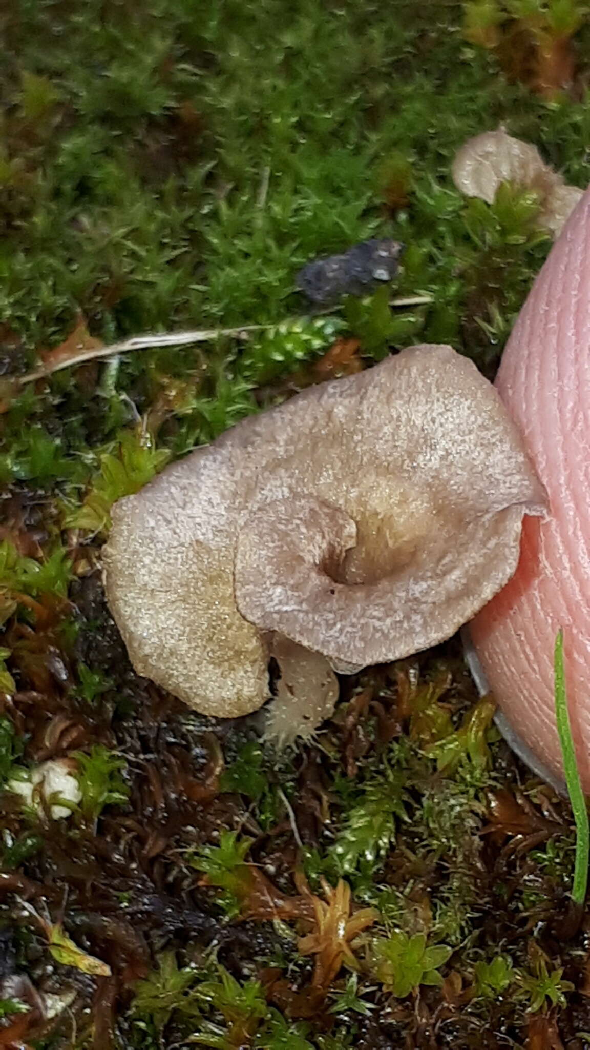 Image de Arrhenia spathulata (Fr.) Redhead 1984