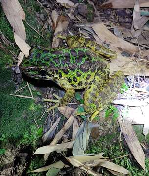 Image de Odorrana huanggangensis Chen, Zhou & Zheng 2010