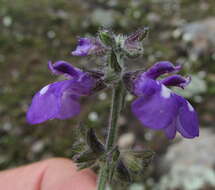 Image de Salvia nana Kunth