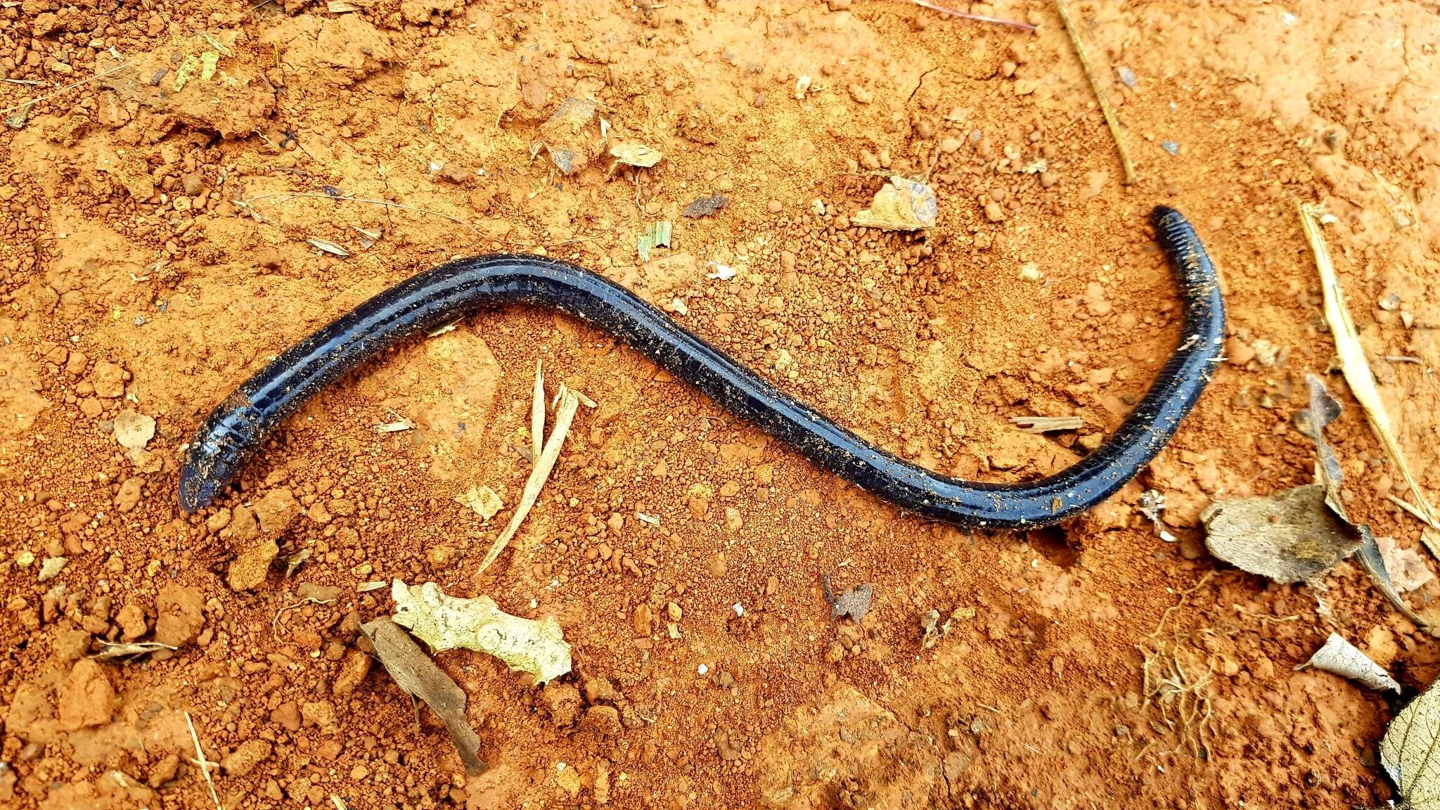 Image of Dermophis gracilior Günther 1902