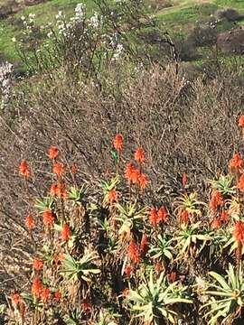 孔雀石色花蜜鳥的圖片